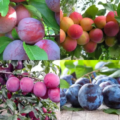 Комплект СЛИВОВЫЙ САД в Горках