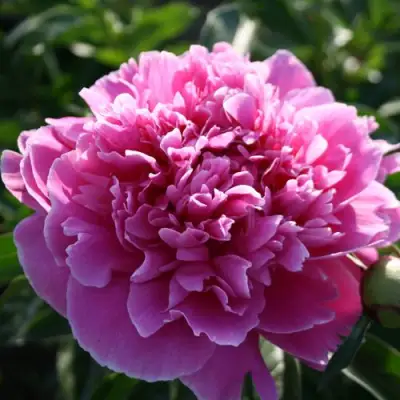 Пион ГОЛУБАЯ ХРИЗАНТЕМА травянистый в Горках