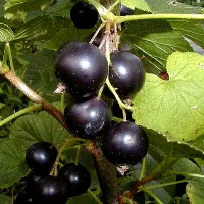 Смородина чёрная БИНАР в Горках