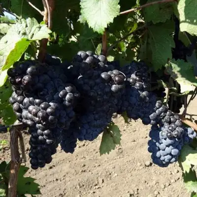 Виноград ДЕНИСОВСКИЙ в Горках