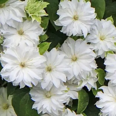 Клематис МАРИЯ СКЛОДОВСКАЯ-КЮРИ в Горках