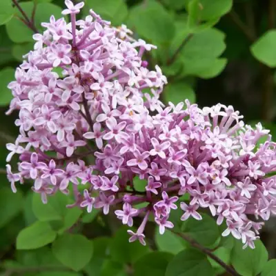 Сирень ПАЛИБИН  в Горках