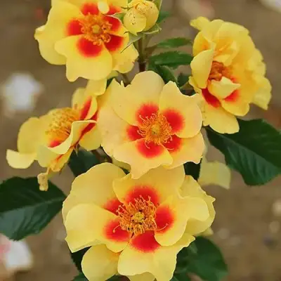 саженцы розы АЙ ОФ ЗЕ ТАЙГЕР