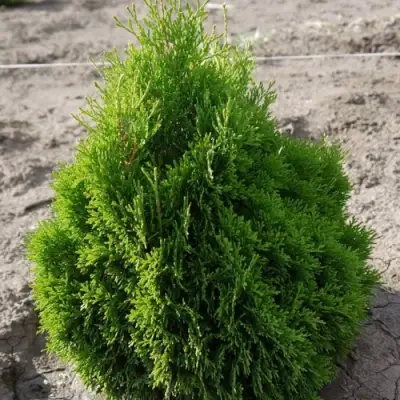 Туя МИКИ западная в Горках