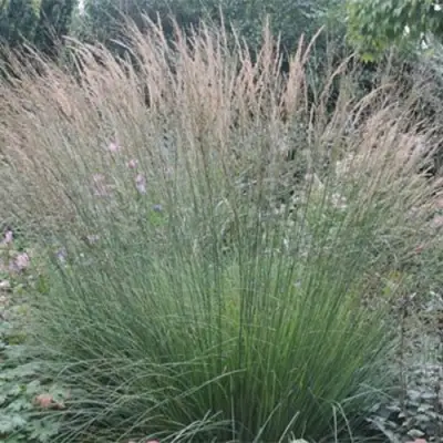 Молиния ХАЙДЕБРАУТ голубая в Горках