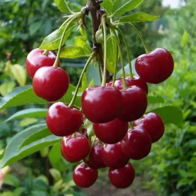 Вишня ВЯНОК в Горках