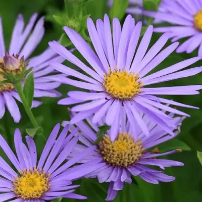 Астра ЛЕДИ ИН БЛЮ в Горках