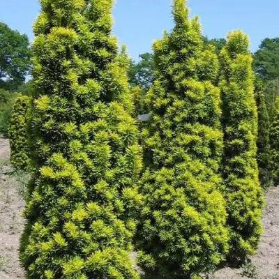 Тис ДАВИД ягодный в Горках