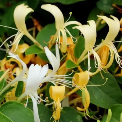 Жимолость ХАЛЛИАНА японская (Хелиана) в Горках