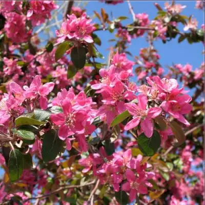 Яблоня ХЕЛЕНА декоративная в Горках