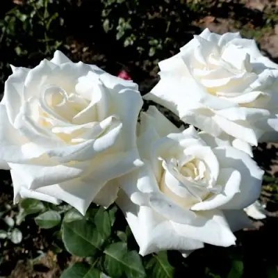 Роза БОИНГ чайно-гибридная в Горках