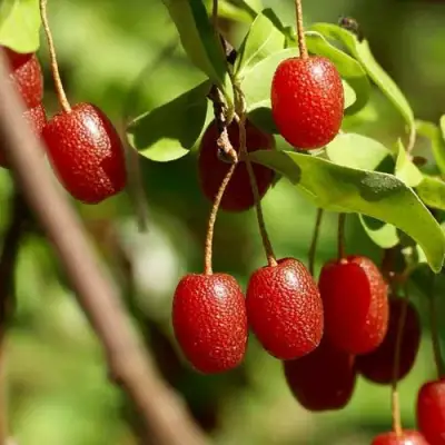 ГУМИ (ЛОХ МНОГОЦВЕТКОВЫЙ) в Горках