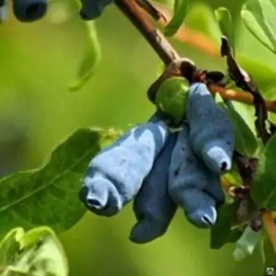 Жимолость съедобная ПУШКИНСКАЯ в Горках