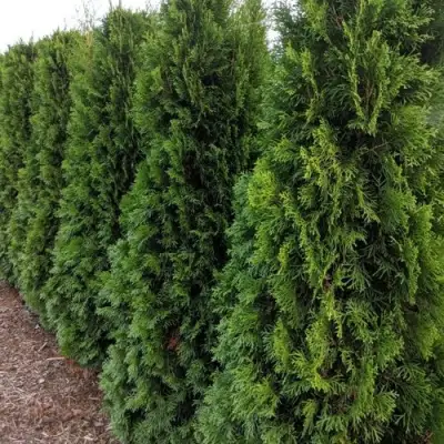 Туя ПИРАМИДАЛИС КОМПАКТА западная в Горках