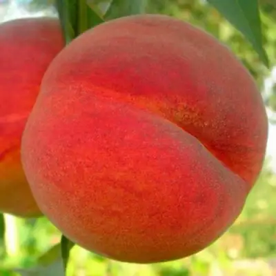 Персик МАЙСКИЙ ЦВЕТОК в Горках
