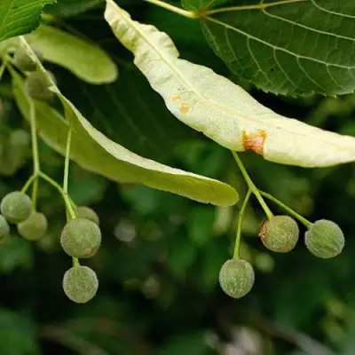 Липа сердцевидная в Горках