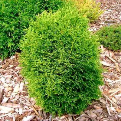 Туя ВОТЕРФИЛД западная в Горках