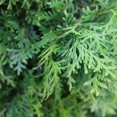 Туя ПИРАМИДАЛИС КОМПАКТА западная в Горках