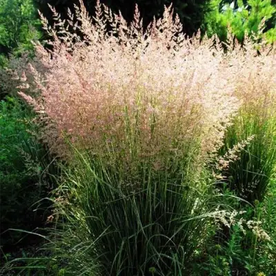 Молиния ФОНТЕЙН тростниковая в Горках