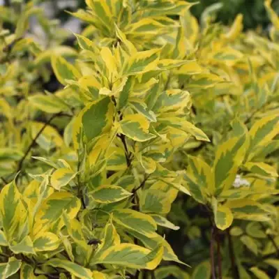 Дерен ШПЕТА белый в Горках