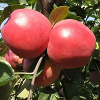 Яблоня ЗАСЛАВСКОЕ в Горках