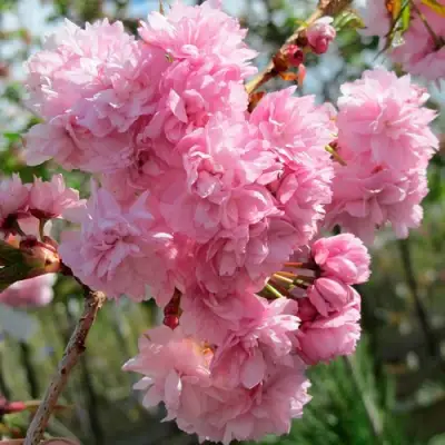 Сакура КИКУ ШИДАРЕ в Горках