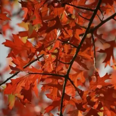 Дуб болотный в Горках