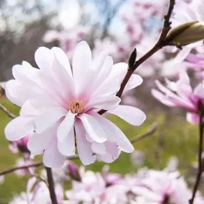 Магнолия РОЗЕЯ в Горках