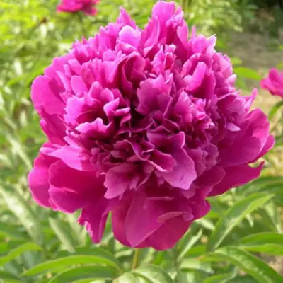 Пион КИТАЙСКИЙ ШЕЛК травянистый в Горках