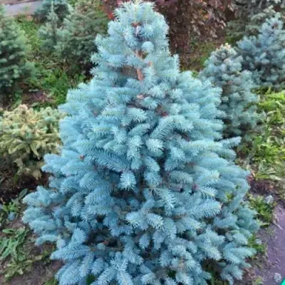 Ель СУПЕР БЛЮ СИДЛИНГ колючая в Горках