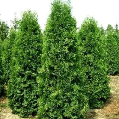 Туя ПИРАМИДАЛИС КОМПАКТА западная в Горках