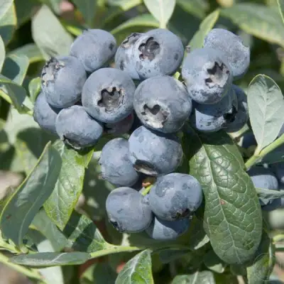 Голубика БРИГИТТА в Горках