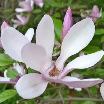 Магнолия ДЖОРДЖ ГЕНРИ КЕРН в Горках