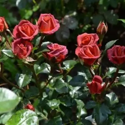 Роза ЧОКОЧИНО спрей в Горках