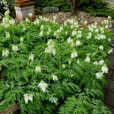 Дицентра красивая АВРОРА в Горках