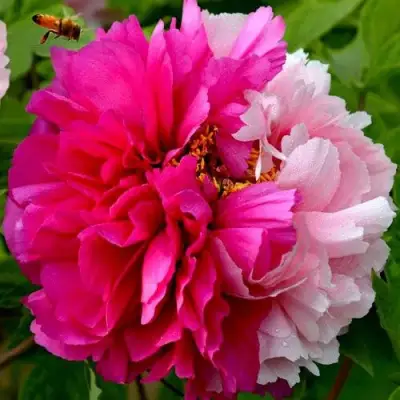 Пион ДВЕ СЕСТРЫ древовидный в Горках