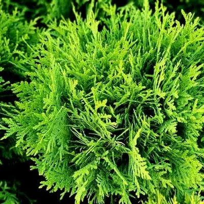 Туя ДАНИКА западная в Горках