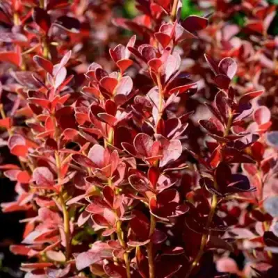 Барбарис ВУЛКАНО тунберга в Горках