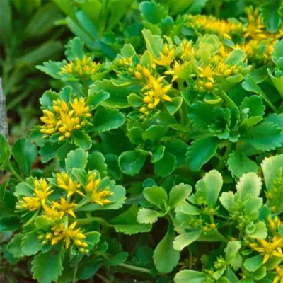 Очиток (седум) ИММЕРГРУН камчатский в Горках