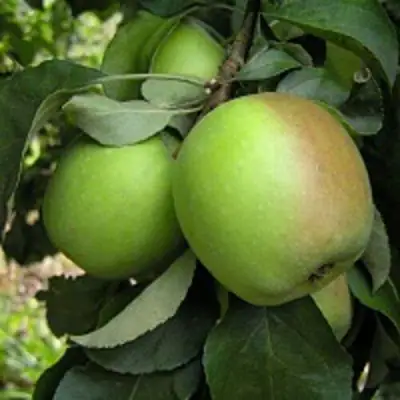 Яблоня ПАМЯТЬ СИКОРЫ в Горках