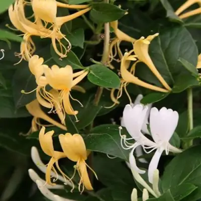 Жимолость ХАЛЛИАНА японская (Хелиана) в Горках