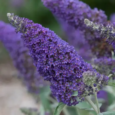 Буддлея НАНО ПЕРПЛ  в Горках