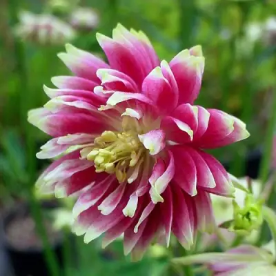 Аквилегия БАРЛОУ НОРА гибрид МакКаны в Горках