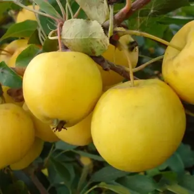 Яблоня УРАЛЬСКОЕ НАЛИВНОЕ в Горках