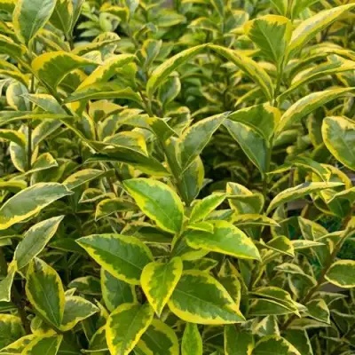 Бирючина АУРЕУМ овальнолистная в Горках