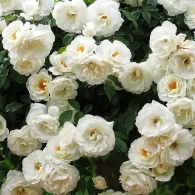 Роза АЙСБЕРГ флорибунда в Горках