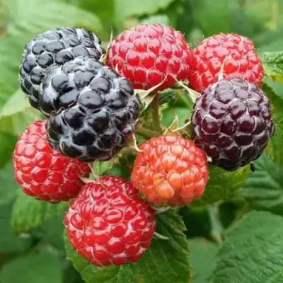 Малина БРИСТОЛЬ в Горках