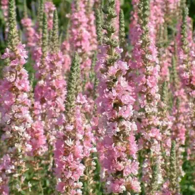 Дербенник БЛАШ иволистный в Горках