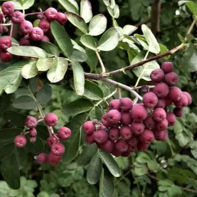 Рябина ДЕСЕРТНАЯ МИЧУРИНА сладкоплодная в Горках