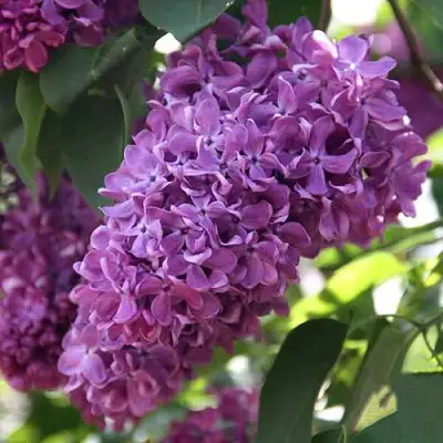 Сирень КАПИТАН ГАСТЕЛЛО в Горках